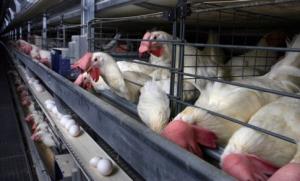 chicken