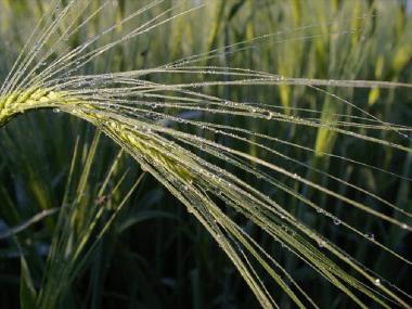 Αγροτικοί Συνεταιρισμοί