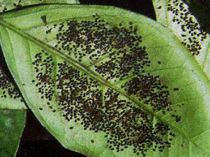 Αγροτικός Οδηγός Ενημέρωση για Aleurocanthus spiniferus