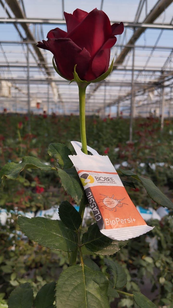 A close-up of a flowerAI-generated content may be incorrect.